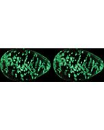 Firefly Glas Kegel Eier klar