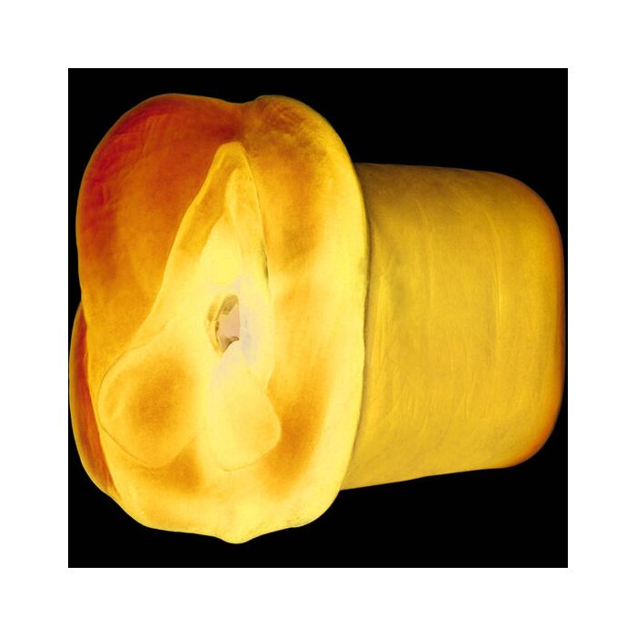 Apollo Blue Masturbator Dual-Density